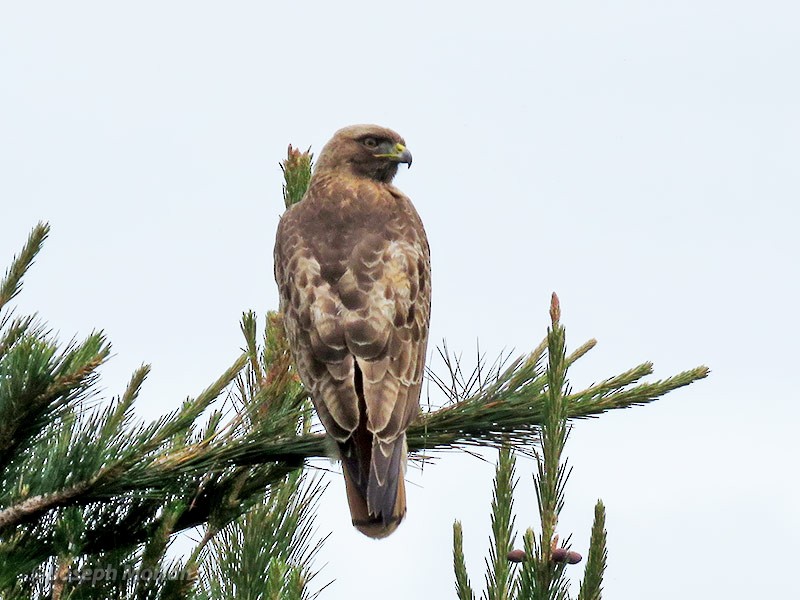 Red-tailed Hawk - ML225629241