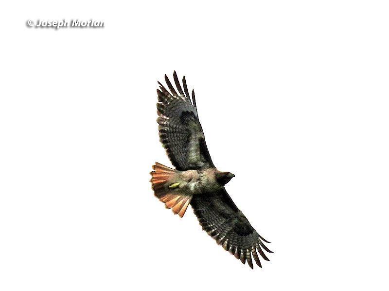 Red-tailed Hawk - Joseph Morlan
