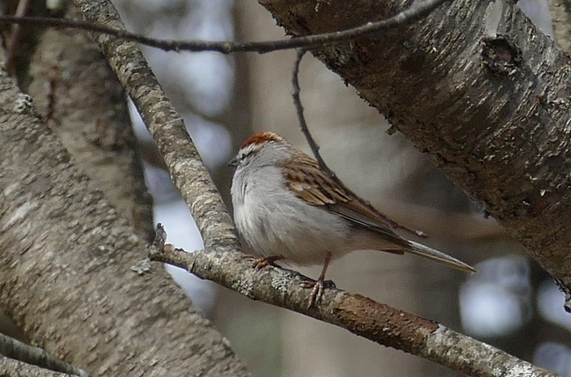 Chipping Sparrow - Brad Woodward