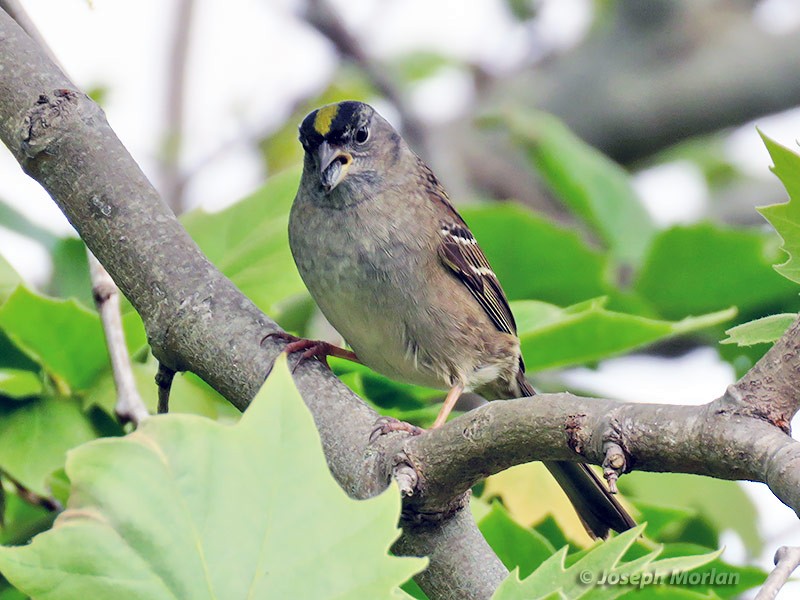 Golden-crowned Sparrow - Joseph Morlan