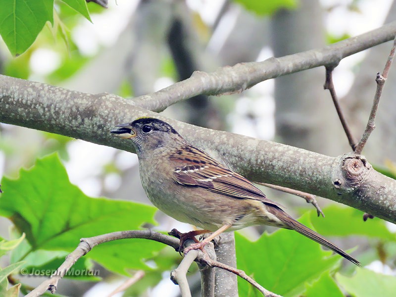 Golden-crowned Sparrow - ML225630161