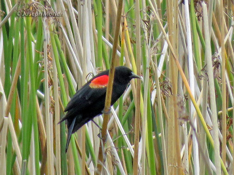 Red-winged Blackbird - ML225630561