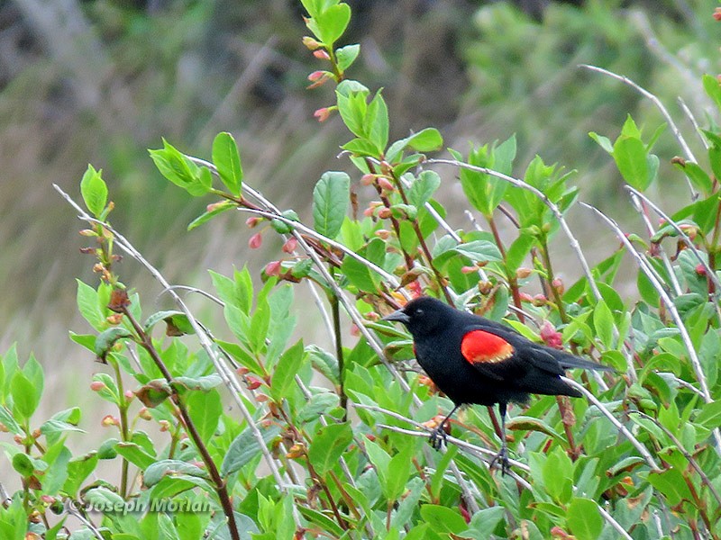 Red-winged Blackbird - ML225630631