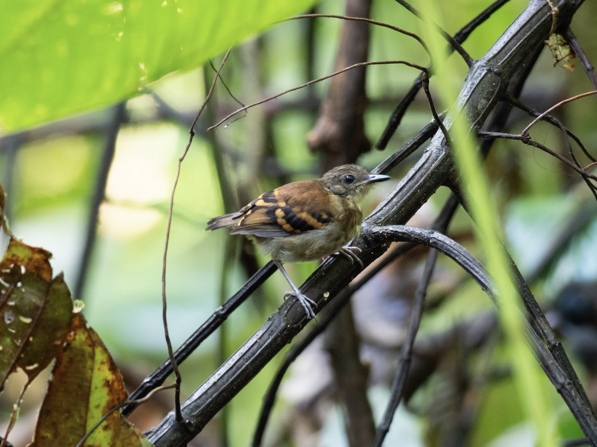 Spotted Antbird - ML225630671