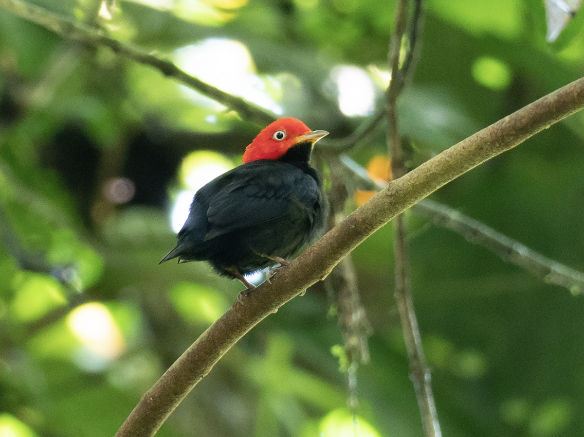 Red-capped Manakin - ML225630721