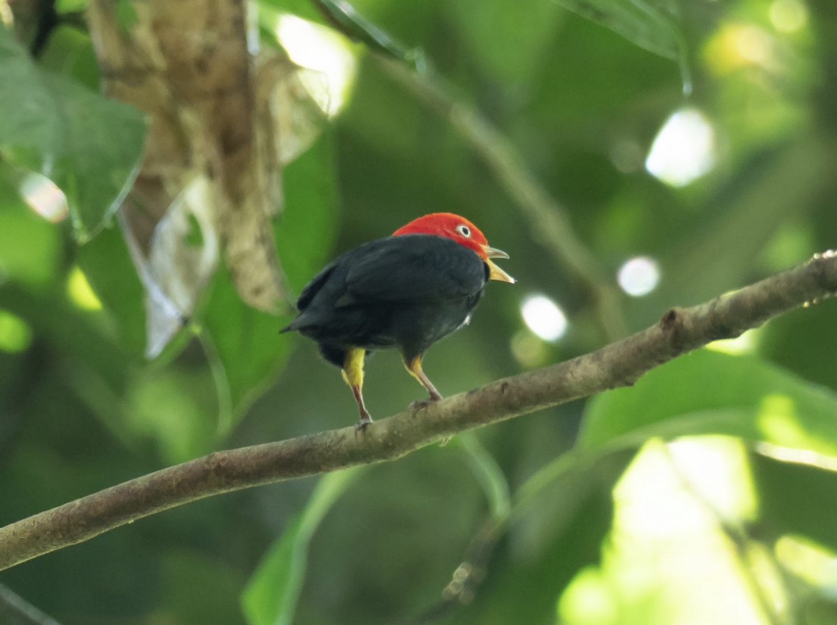 Red-capped Manakin - ML225630731