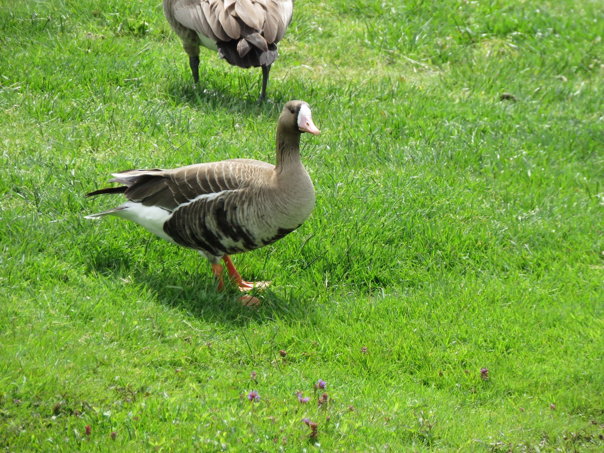 Greater White-fronted Goose - ML225635421