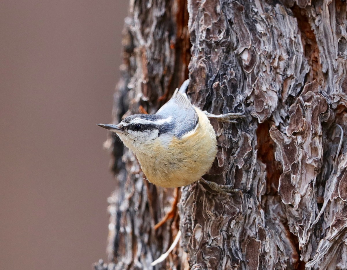 Red-breasted Nuthatch - ML225642001