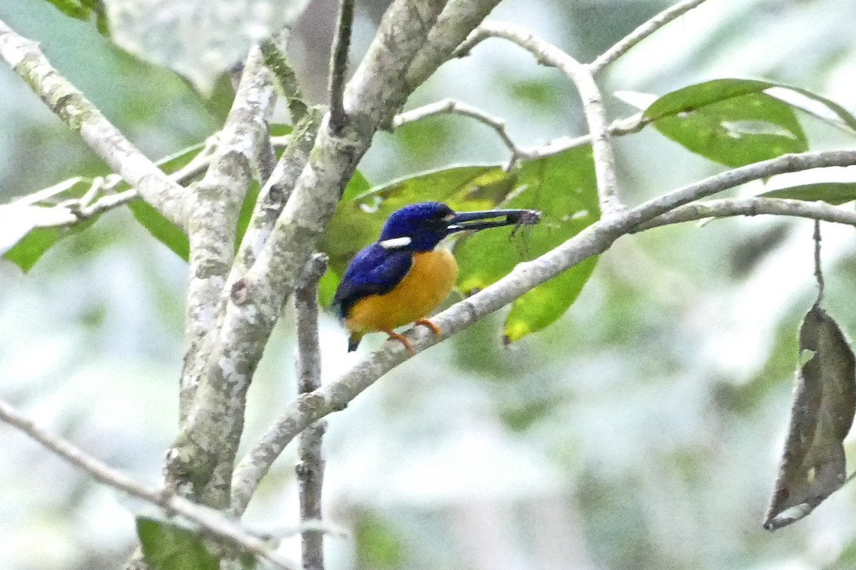 Papuan Dwarf-Kingfisher - Chris Barnes