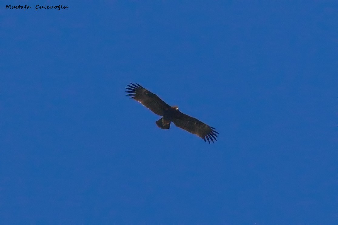 Greater Spotted Eagle - Mustafa Çulcuoğlu