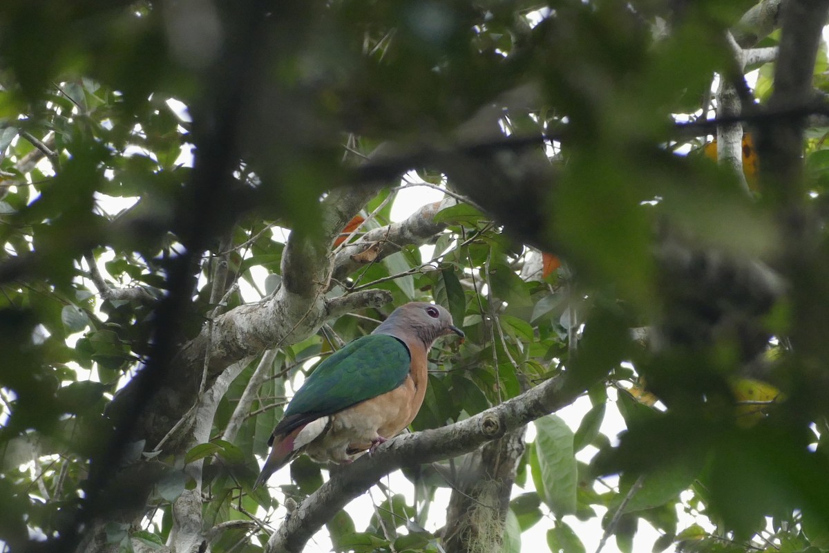 Purple-tailed Imperial-Pigeon - ML22565021