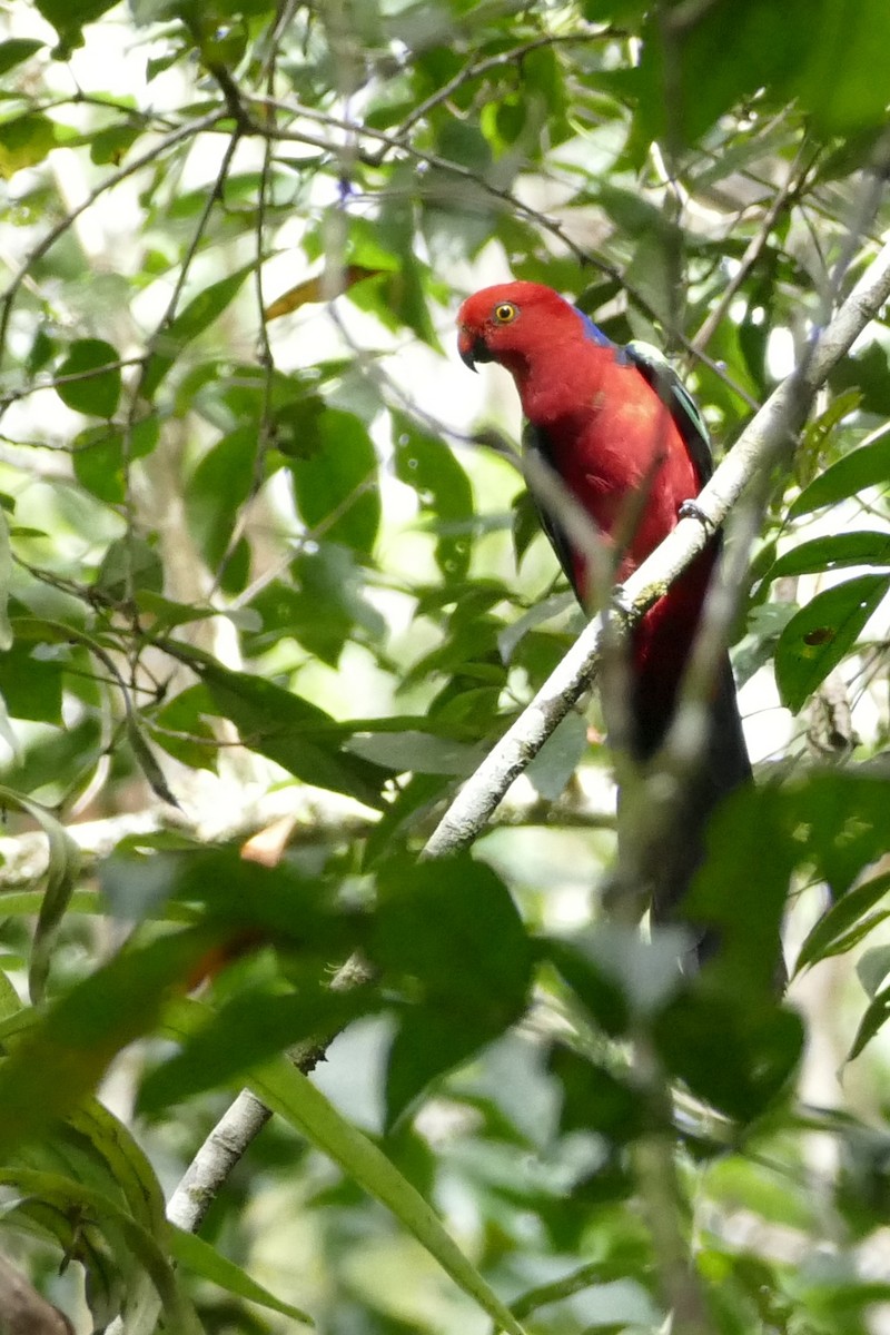 Papuan King-Parrot - Chris Barnes