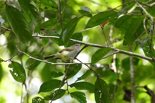  - Yellow-bellied Gerygone