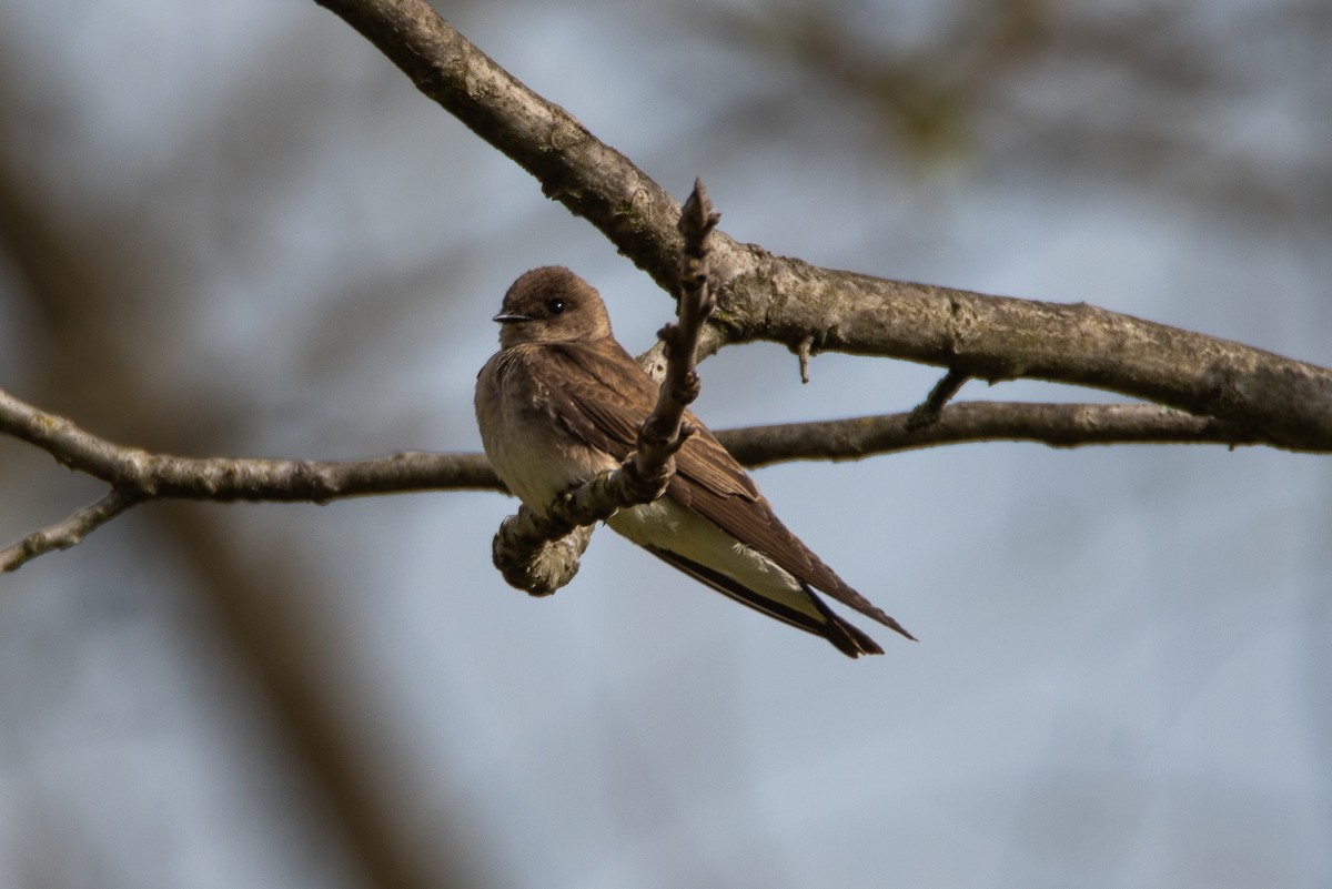 Northern Rough-winged Swallow - Bob Schmidt