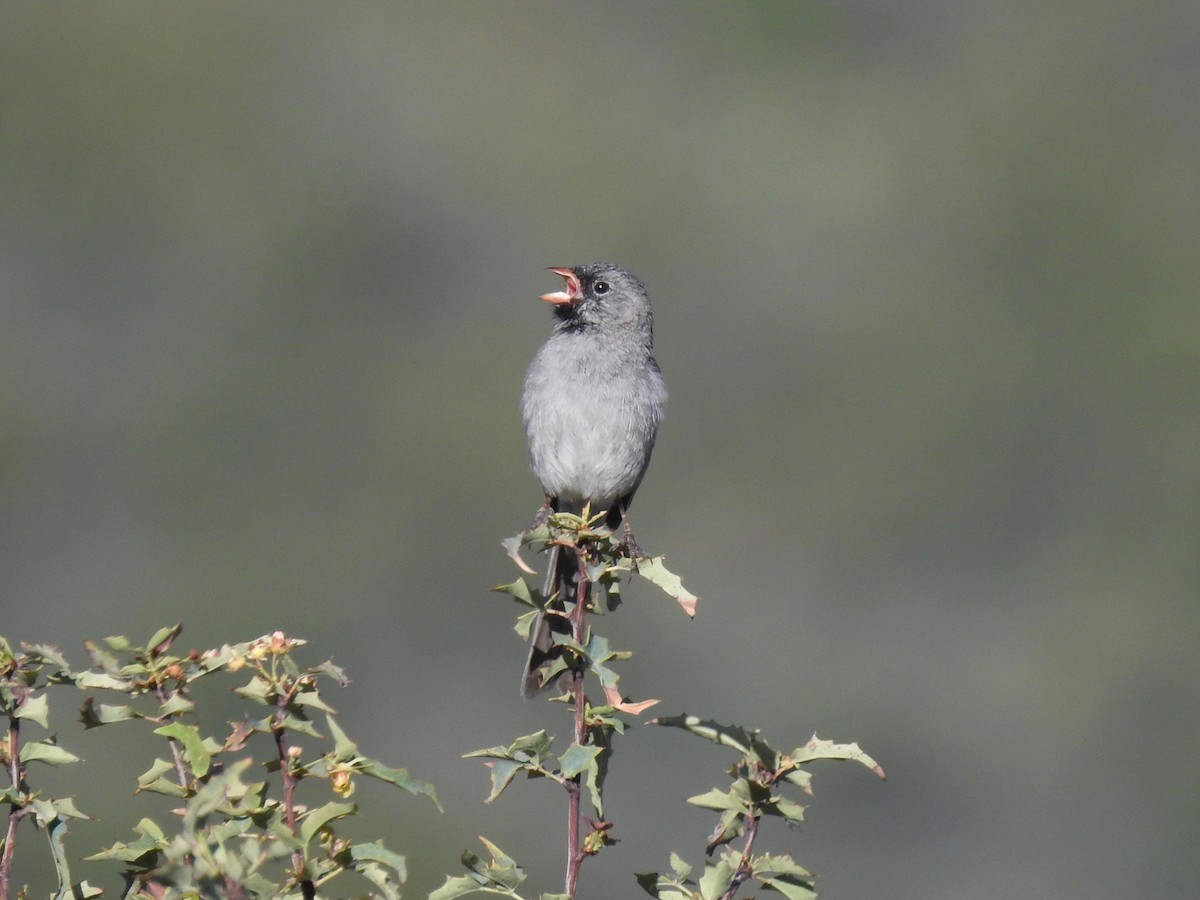 Black-chinned Sparrow - ML225652971