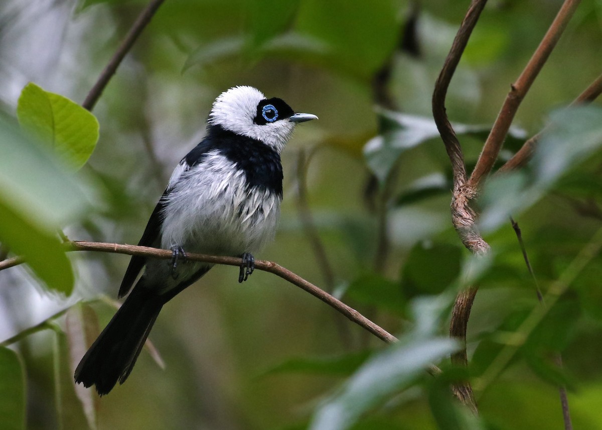 Pied Monarch - Andrew Spencer