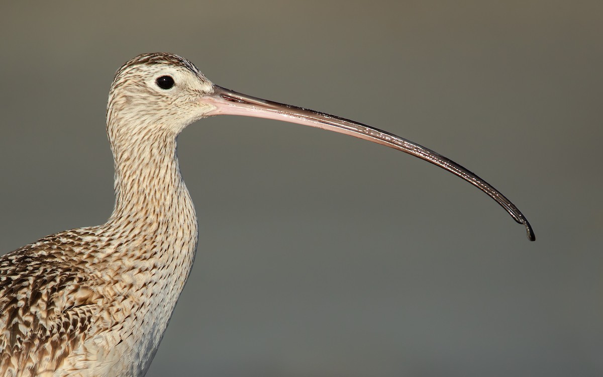 Long-billed Curlew - Dorian Anderson