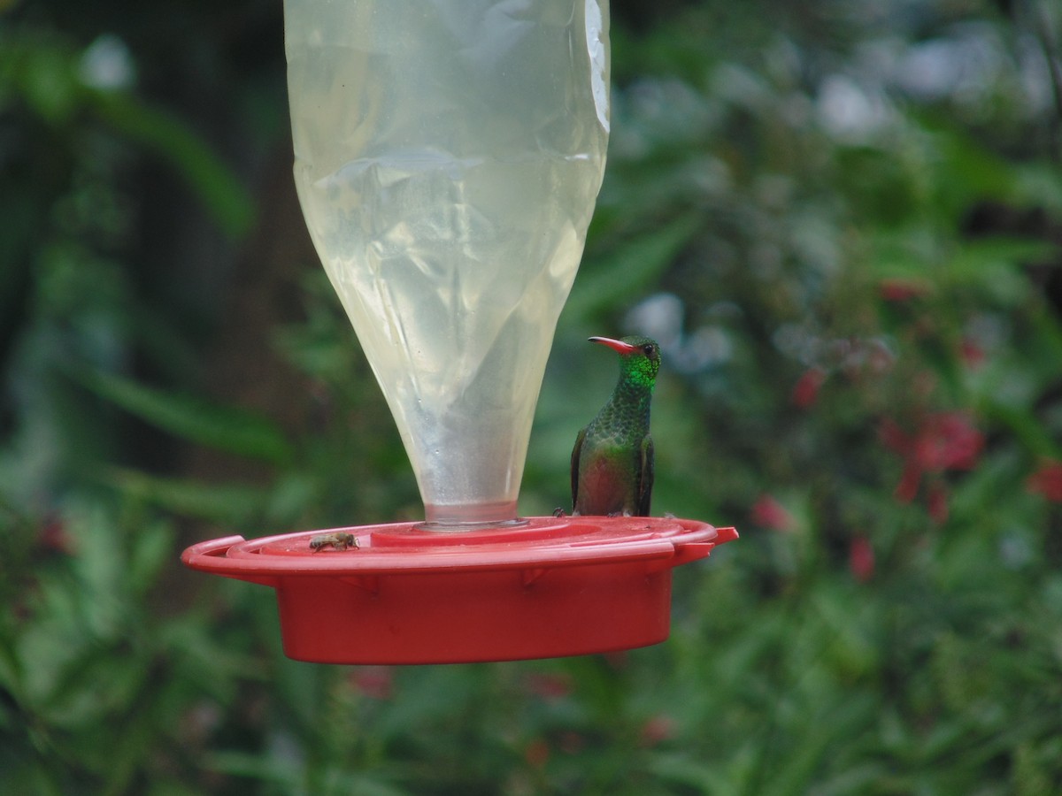 Rufous-tailed Hummingbird - ML225660401