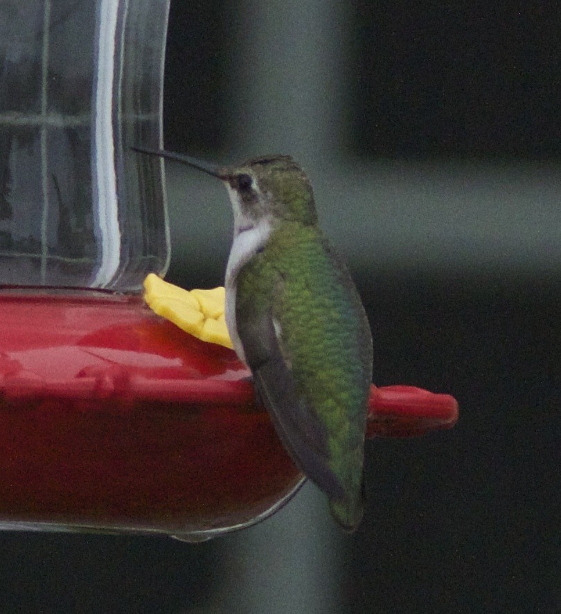 Ruby-throated Hummingbird - Dave Czaplak