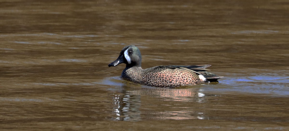 Blue-winged Teal - ML225661061