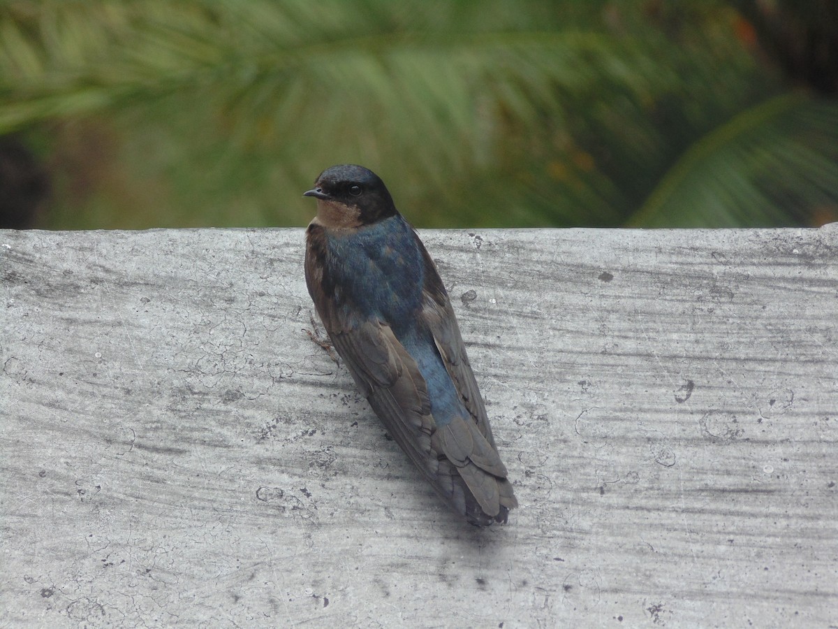 Brown-bellied Swallow - ML225666171
