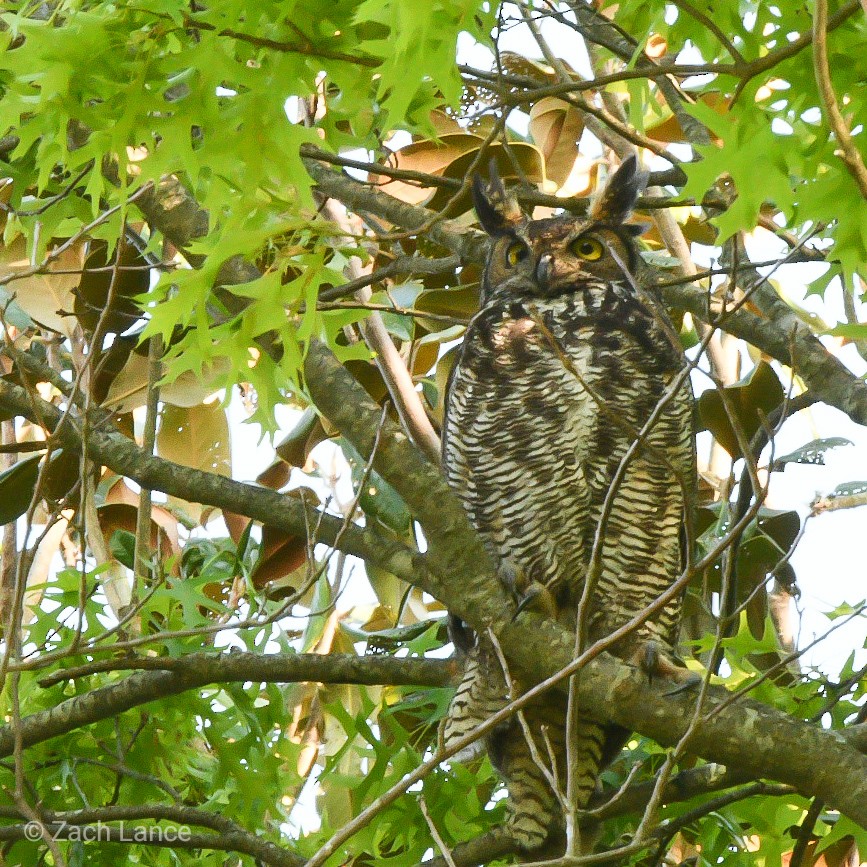 Great Horned Owl - zach lance