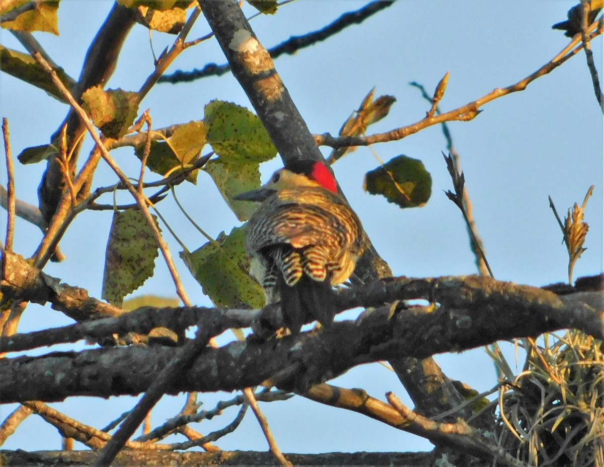 Green-barred Woodpecker - ML225670431