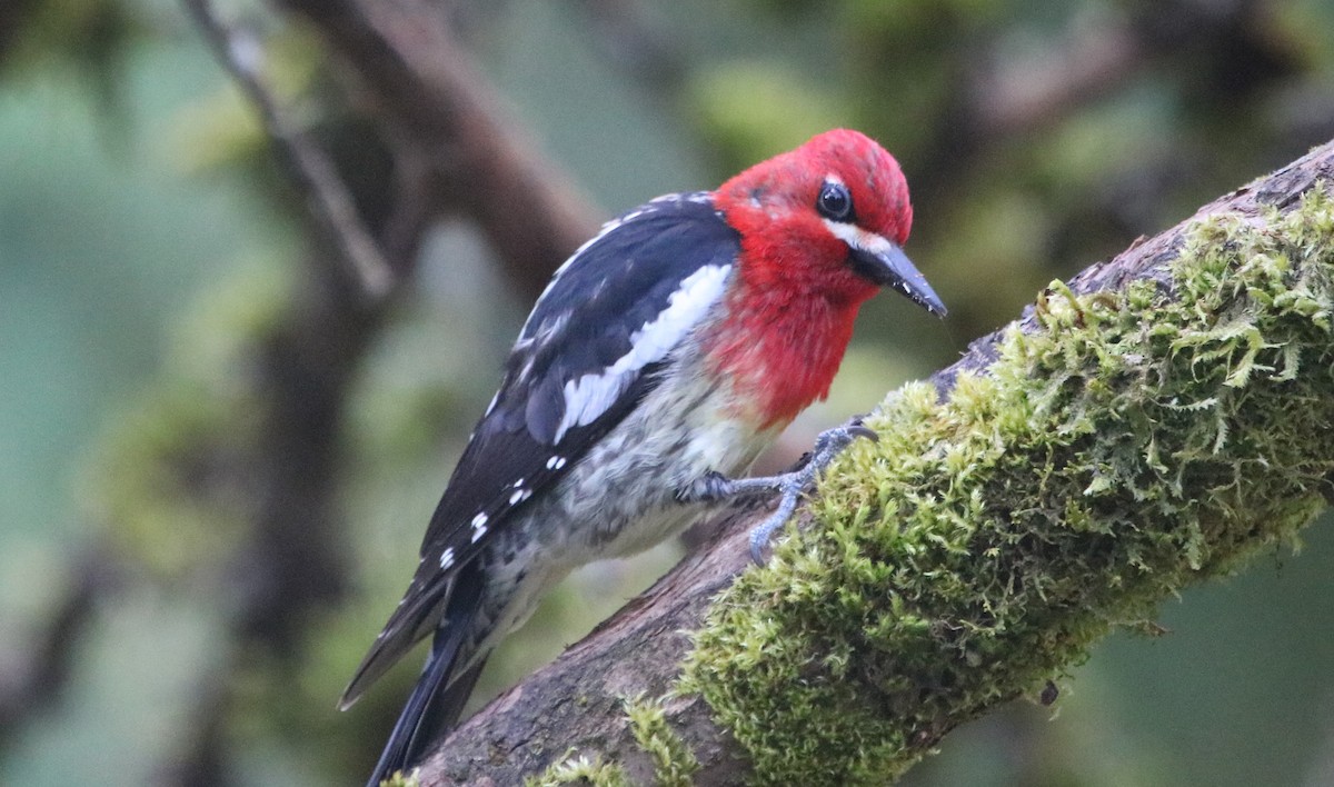 Red-breasted Sapsucker - ML225676511