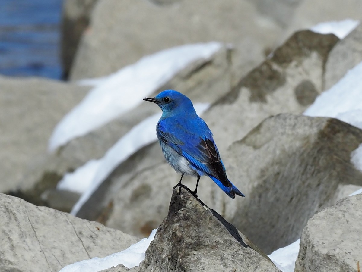 Mountain Bluebird - Todd Deininger