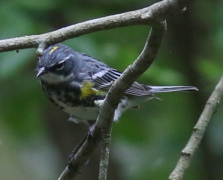 Yellow-rumped Warbler (Myrtle) - ML225688341