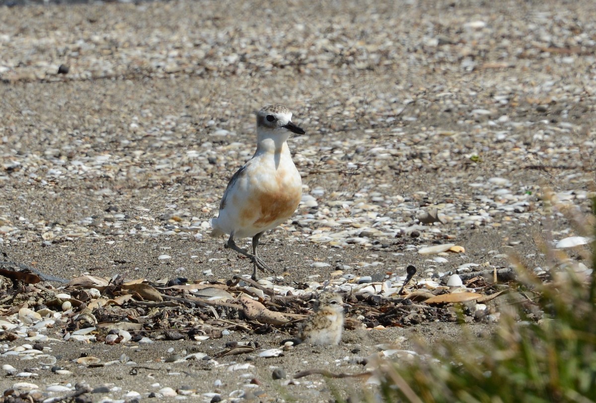 Red-breasted Dotterel - ML225689061