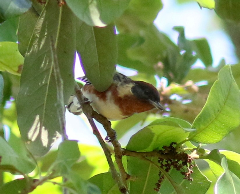 Bay-breasted Warbler - ML225689271
