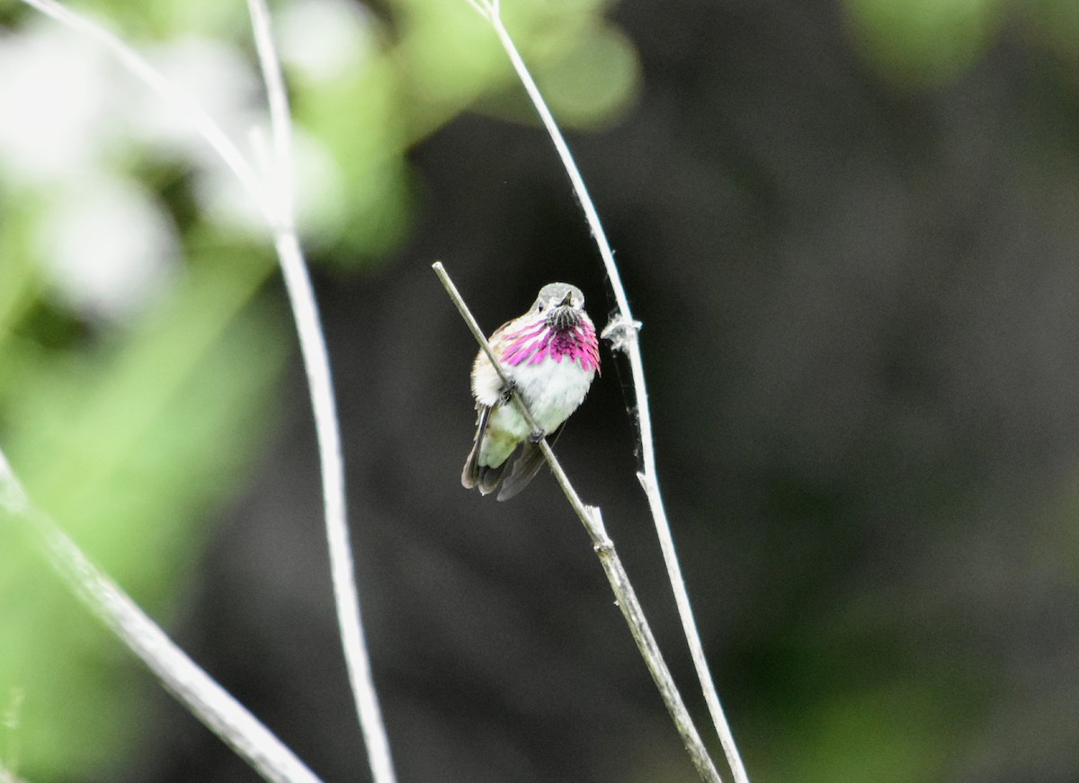 Calliope Hummingbird - ML225692401