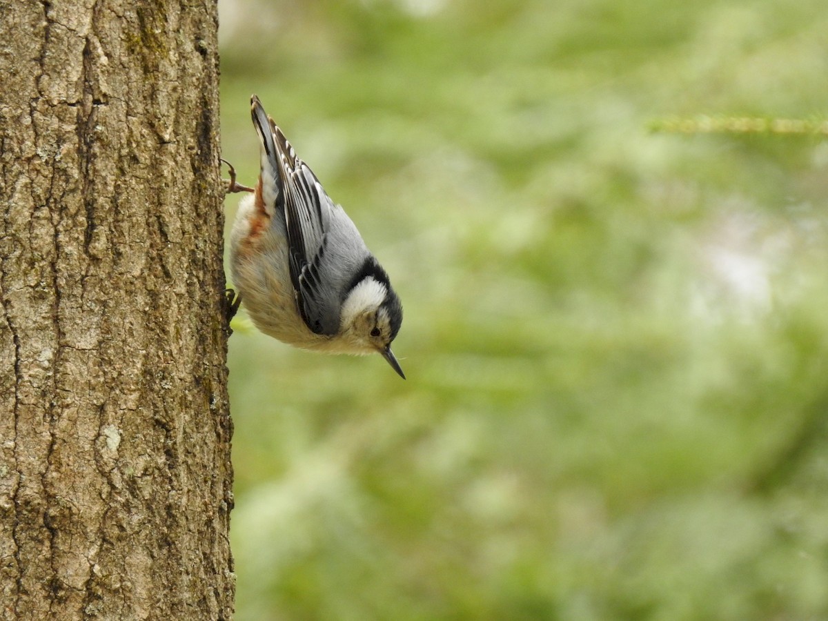White-breasted Nuthatch - ML225693331