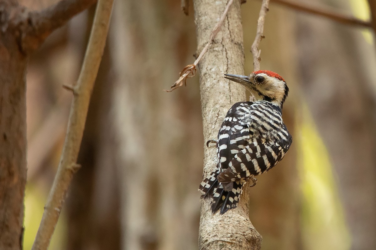 Freckle-breasted Woodpecker - ML225702541