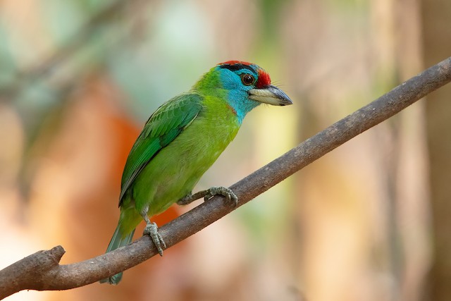 Blue-throated Barbet (subspecies <em class="SciName notranslate">davisoni</em>). - Blue-throated Barbet (Blue-crowned) - 