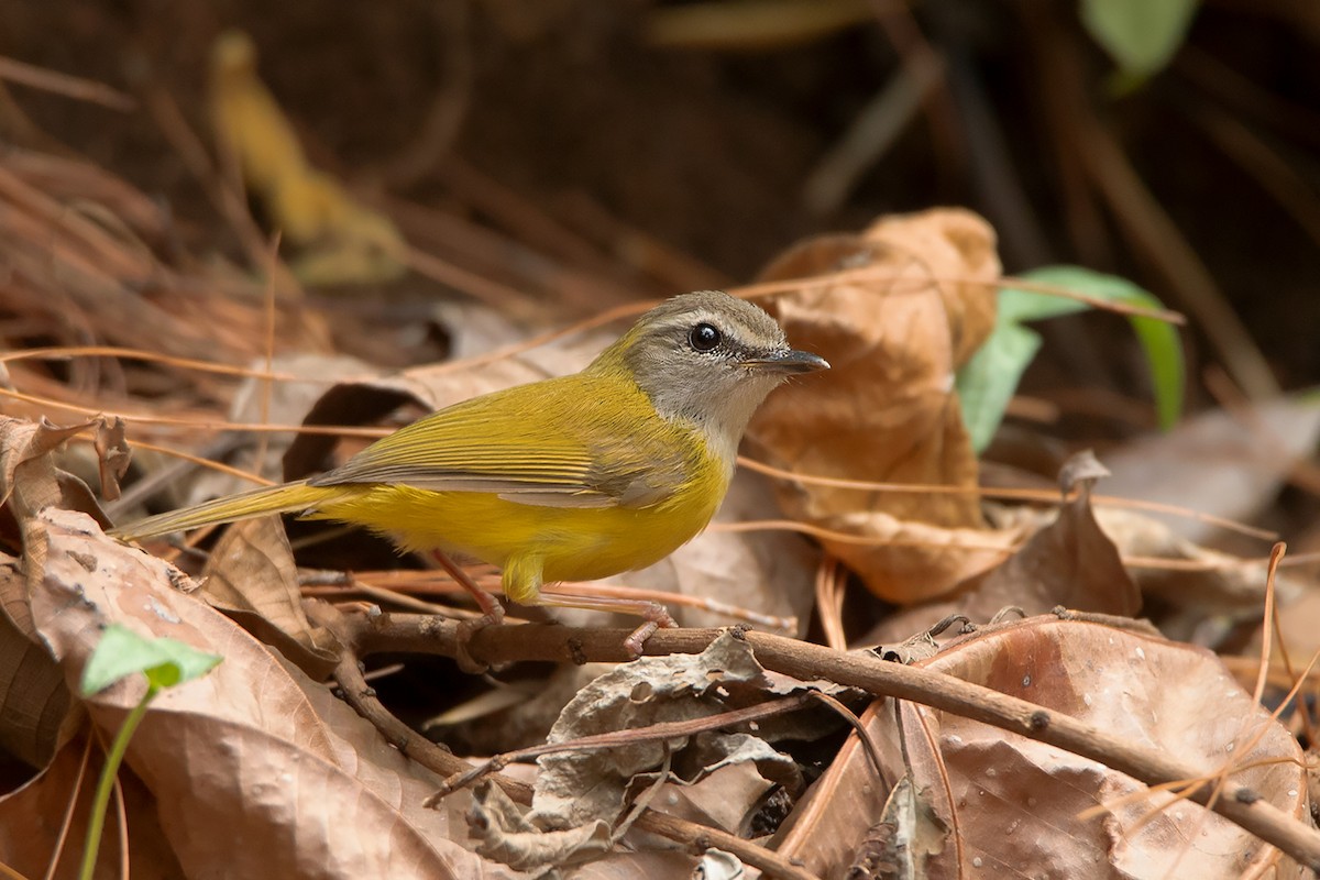 Yellow-bellied Warbler - ML225705931