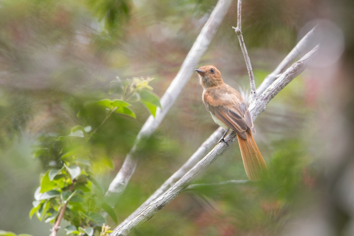 Ash-throated Casiornis - ML225706451