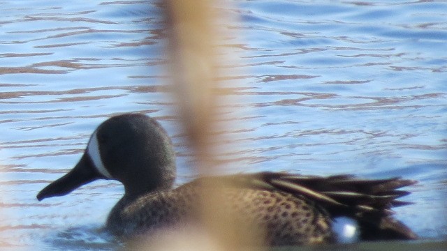 Blue-winged Teal - ML225707611