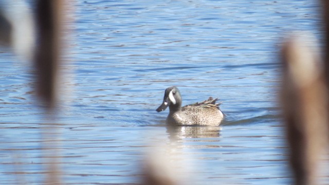 Blue-winged Teal - ML225707881