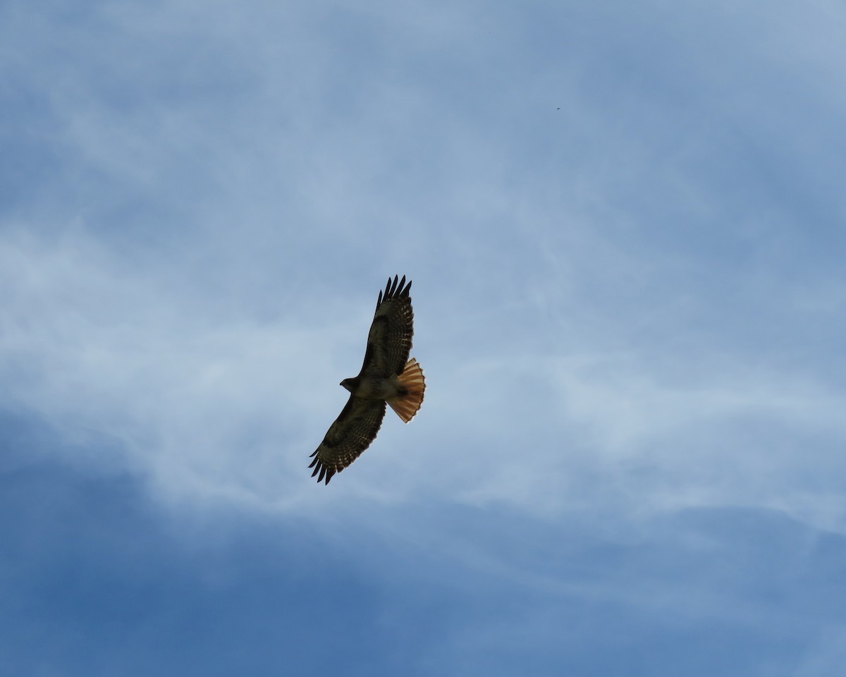 Red-tailed Hawk - ML225708651