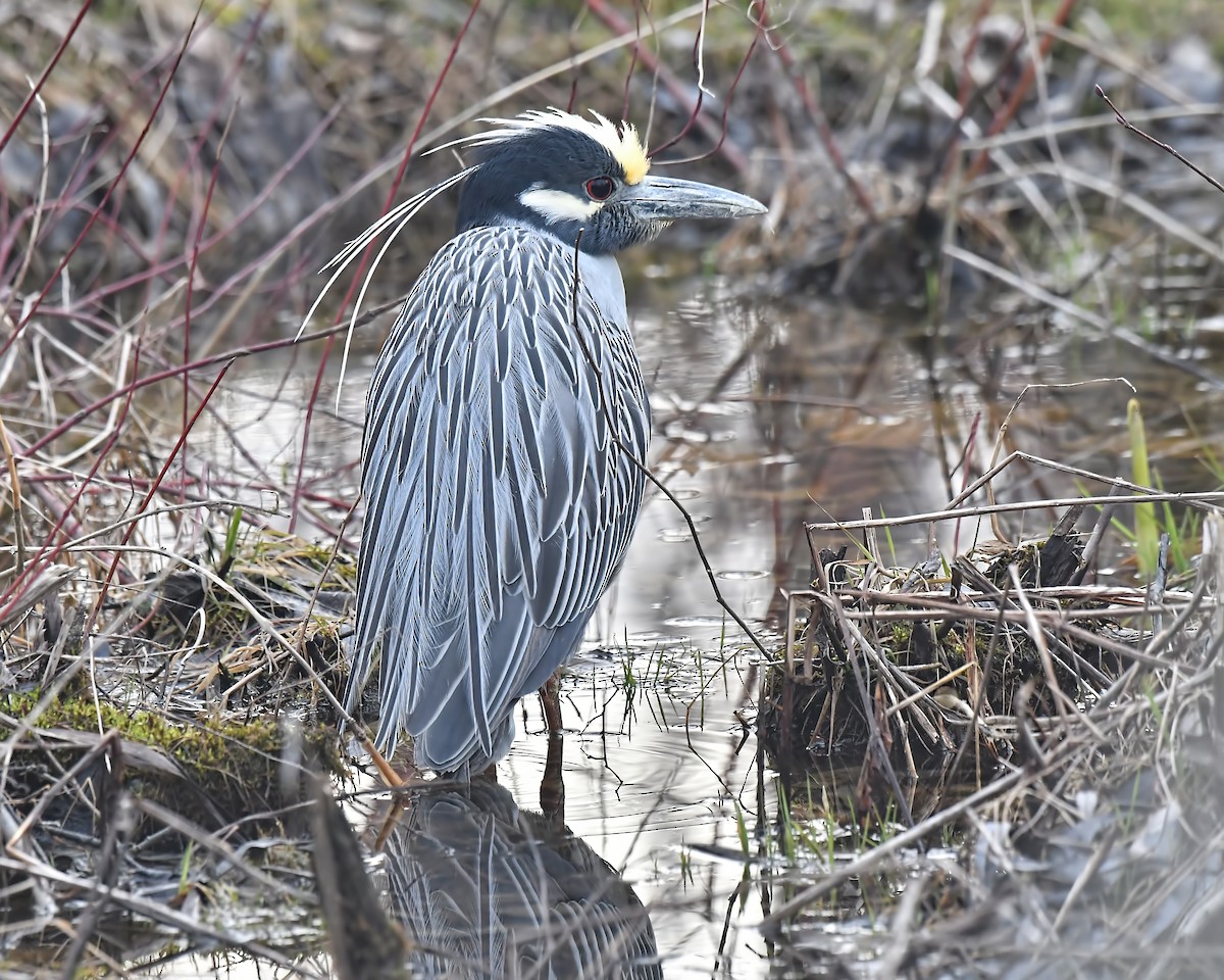 Yellow-crowned Night Heron (Yellow-crowned) - Ed McAskill