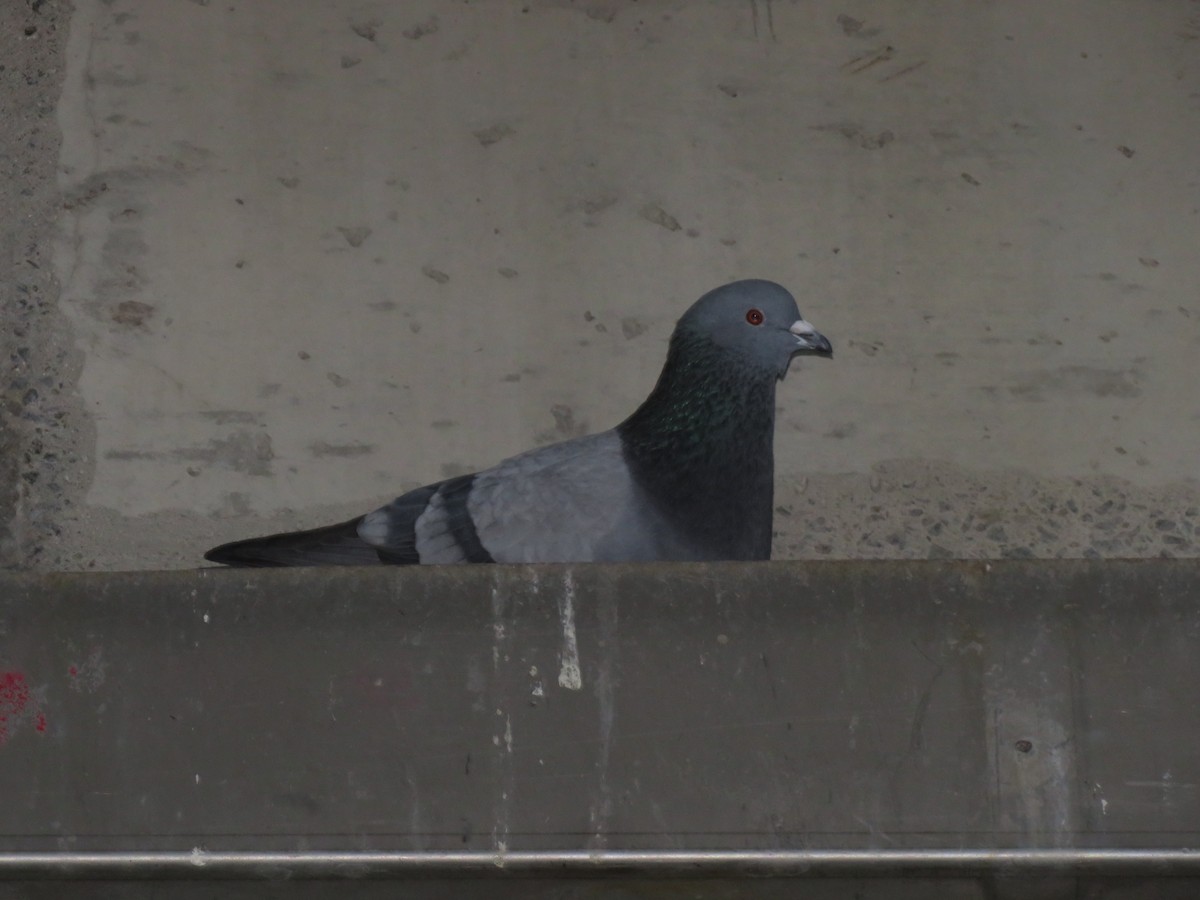 Rock Pigeon (Feral Pigeon) - Félix O'Connor