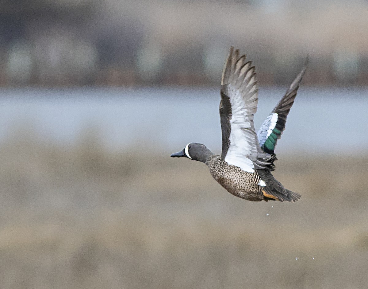 Blue-winged Teal - ML225714441