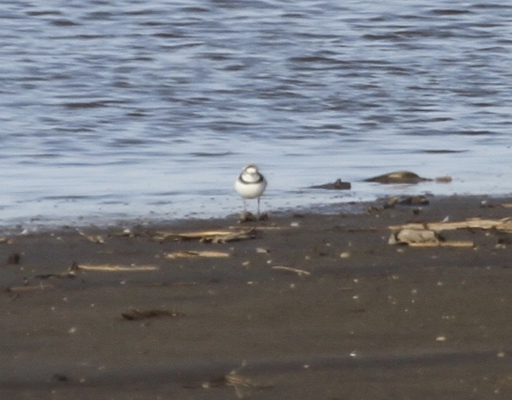 Piping Plover - Sam Manning