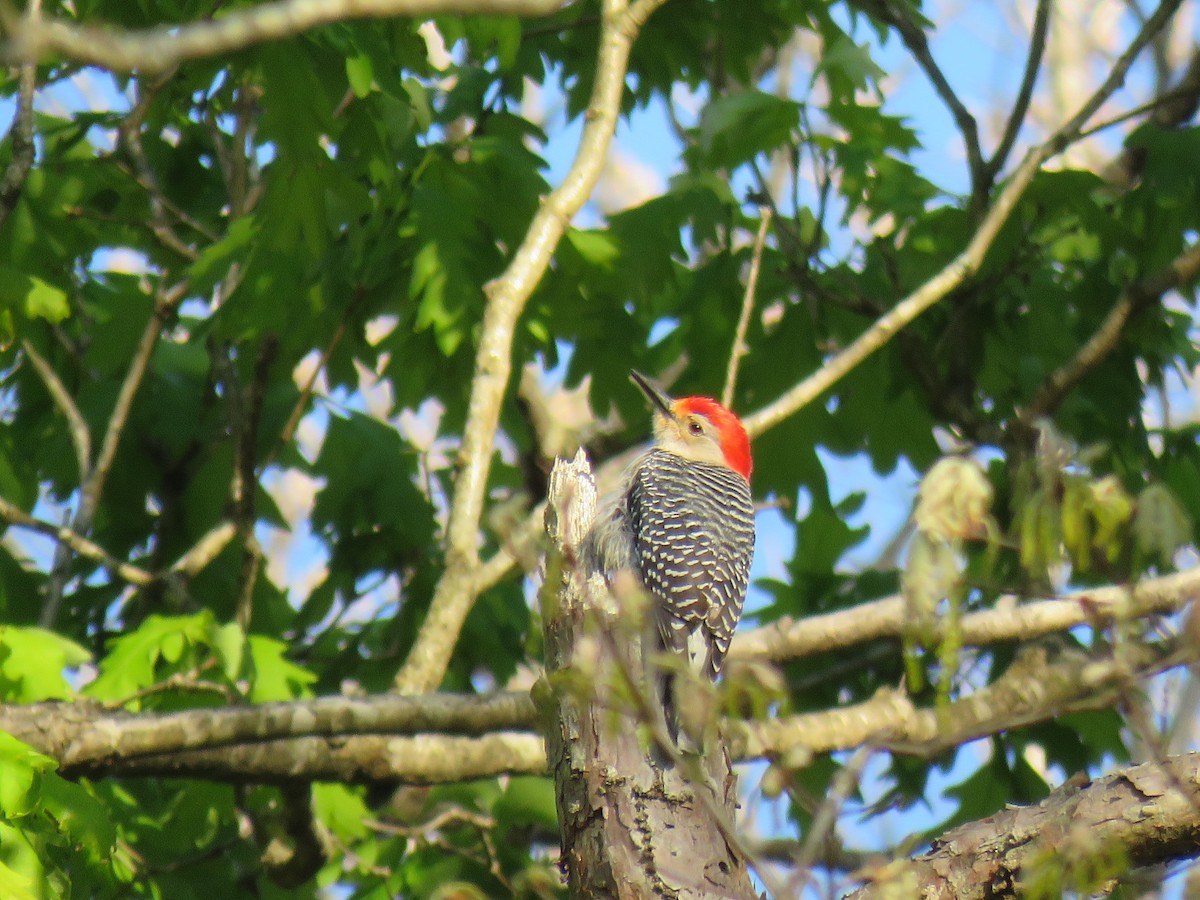 Red-bellied Woodpecker - Guy McGrane