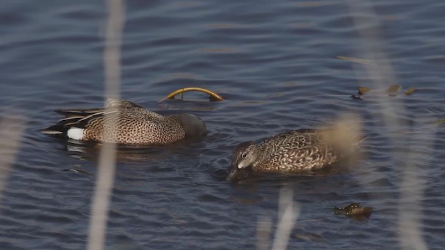 Blue-winged Teal - ML225721111