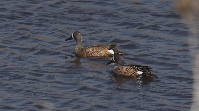 Blue-winged Teal - ML225721321
