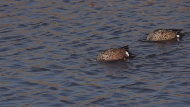 Blue-winged Teal - ML225723981