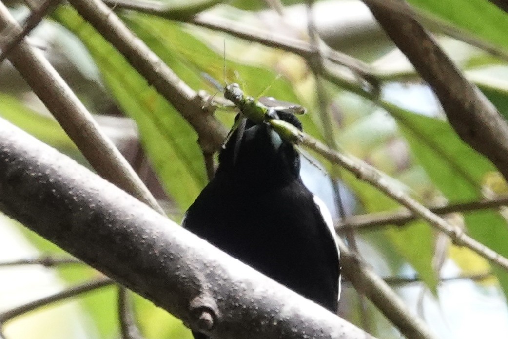 White-shouldered Tanager - ML225727181
